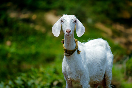 Young goat looking calm and safe inside an animal sanctuary – symbol of rescued farm animals and compassionate vegan living