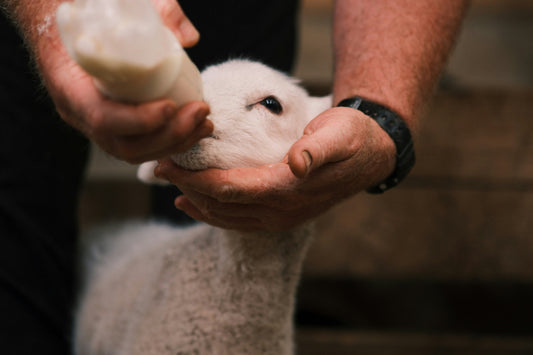 Businessman gently holding a rescued lamb at an animal sanctuary – representing ethical donations and corporate social responsibility in Italy
