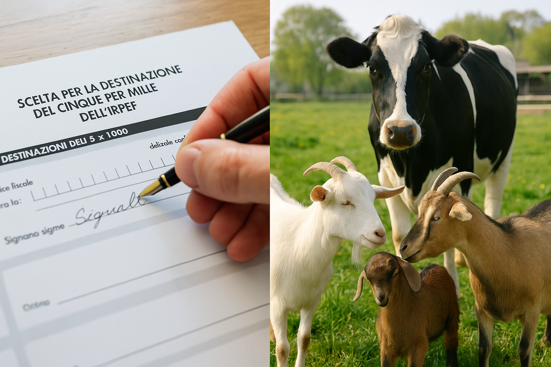 A split image showing a hand signing the Italian 5x1000 tax form on the left, and rescued goats and a cow in a sunlit sanctuary on the right.