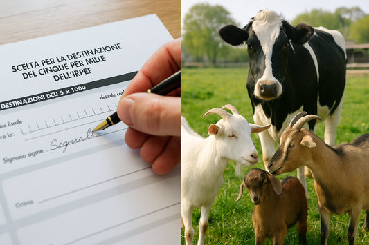 A split image showing a hand signing the Italian 5x1000 tax form on the left, and rescued goats and a cow in a sunlit sanctuary on the right.