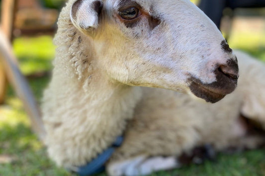 A close-up of Luce, a rescued sheep with a pink and yellow flower on her head, lying on green grass in the sun at the sanctuary.