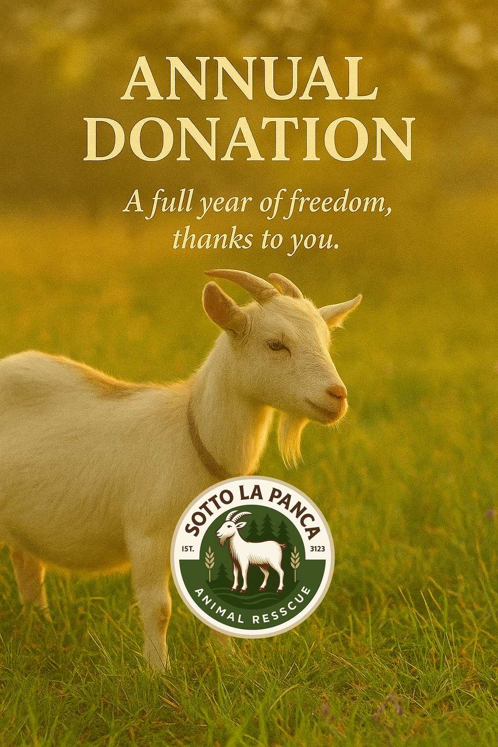 Una capretta bianca in un prato dorato al tramonto guarda verso destra. L’immagine simboleggia la donazione annuale al Santuario Sotto la Panca, che garantisce un anno di libertà e protezione per gli animali salvati.
